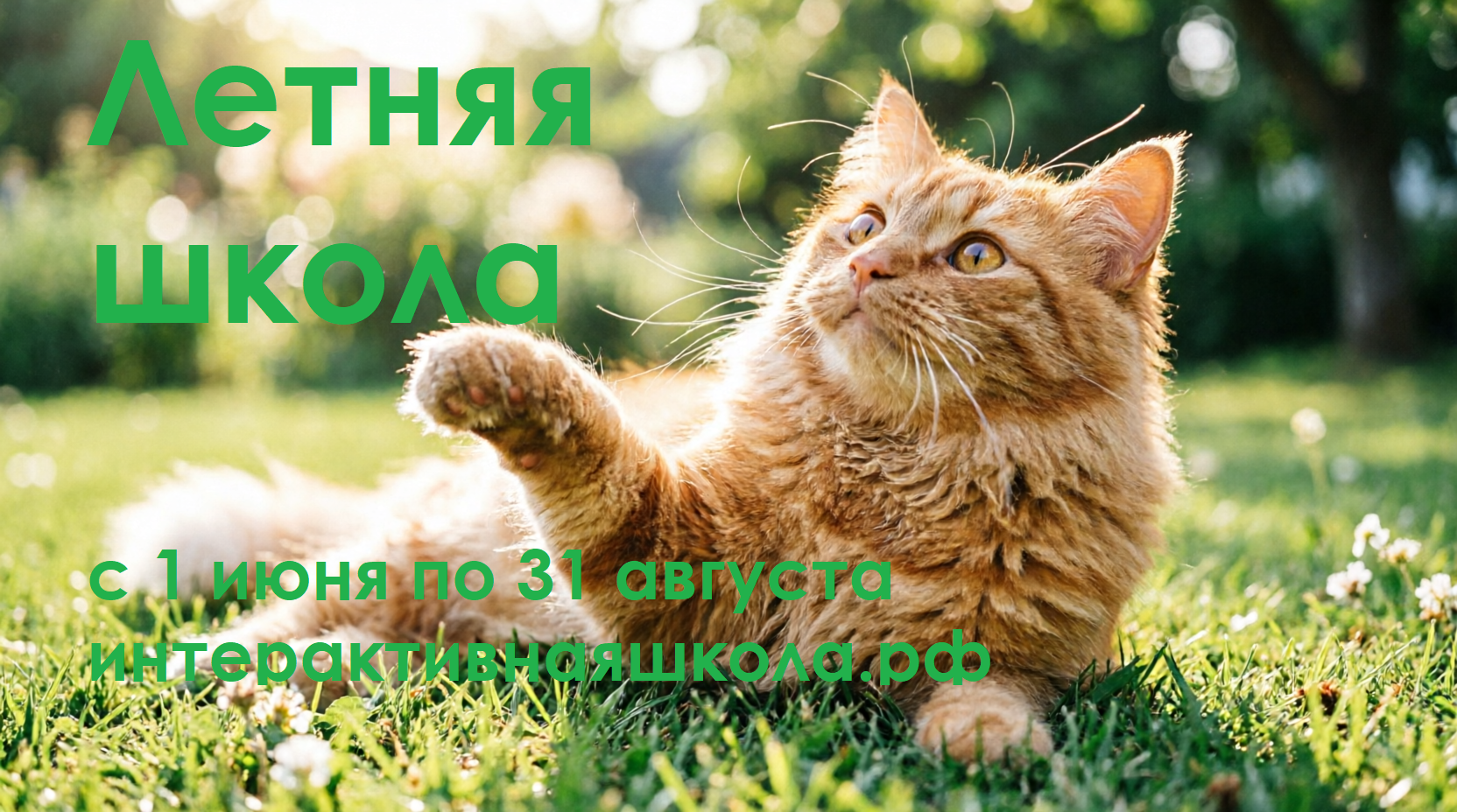 Игривый кот на летней траве